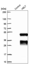 HELT Antibody in Western Blot (WB)