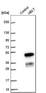 HELT Antibody in Western Blot (WB)