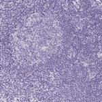 CDH16 Antibody in Immunohistochemistry (IHC)