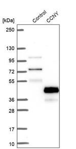 Cyclin Y Antibody in Western Blot (WB)