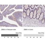 ZBBX Antibody