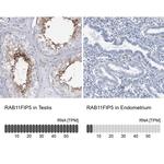 RAB11FIP5 Antibody