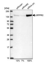 LRP130 Antibody