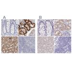 DMGDH Antibody in Immunohistochemistry (IHC)