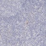 DMGDH Antibody in Immunohistochemistry (IHC)