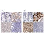 DMGDH Antibody in Immunohistochemistry (IHC)