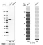 SAB Antibody