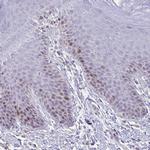 CENPH Antibody in Immunohistochemistry (IHC)