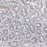 DPCD Antibody in Immunohistochemistry (IHC)