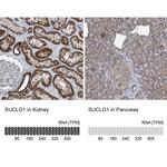 SUCLG1 Antibody in Immunohistochemistry (IHC)