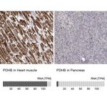 PDHB Antibody