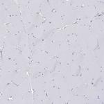 BPHL Antibody in Immunohistochemistry (IHC)