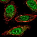 BPHL Antibody in Immunocytochemistry (ICC/IF)