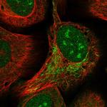 ZBTB9 Antibody in Immunocytochemistry (ICC/IF)