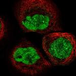 DCLRE1A Antibody in Immunocytochemistry (ICC/IF)