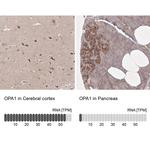 OPA1 Antibody