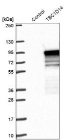 TBC1D14 Antibody in Western Blot (WB)