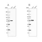 PCCB Antibody in Western Blot (WB)