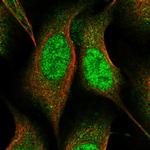 BITE Antibody in Immunocytochemistry (ICC/IF)