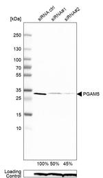 PGAM5 Antibody in Western Blot (WB)