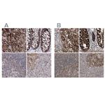 GRSF1 Antibody in Immunohistochemistry (IHC)