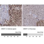 GRSF1 Antibody