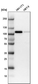 MCC Antibody in Western Blot (WB)