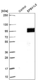 EPB41L5 Antibody in Western Blot (WB)