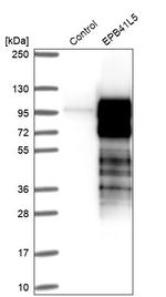 EPB41L5 Antibody in Western Blot (WB)