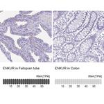 Enkurin Antibody in Immunohistochemistry (IHC)