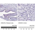 Enkurin Antibody in Immunohistochemistry (IHC)