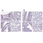 Enkurin Antibody in Immunohistochemistry (IHC)