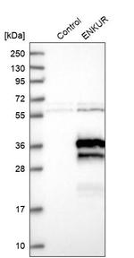 Enkurin Antibody in Western Blot (WB)