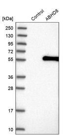 ABHD8 Antibody in Western Blot (WB)