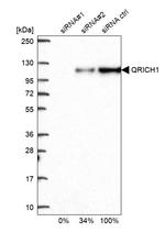 QRICH1 Antibody