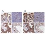 FCHO2 Antibody in Immunohistochemistry (IHC)