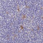 FCHO2 Antibody in Immunohistochemistry (IHC)