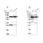 LSG1 Antibody in Western Blot (WB)