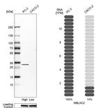 MBLAC2 Antibody in Western Blot (WB)