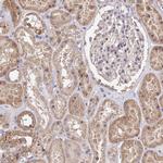 SERGEF Antibody in Immunohistochemistry (IHC)