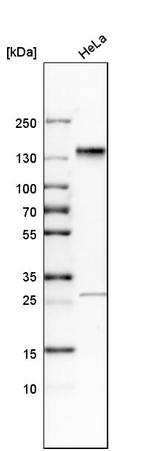 SH3PXD2A Antibody in Western Blot (WB)