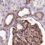 TAB182 Antibody in Immunohistochemistry (IHC)