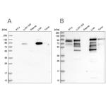 Shootin1 Antibody in Western Blot (WB)