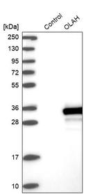 OLAH Antibody in Western Blot (WB)