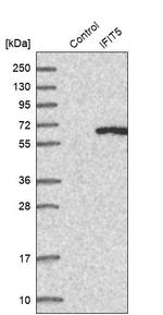 IFIT5 Antibody in Western Blot (WB)