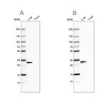 PBLD Antibody in Western Blot (WB)