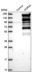 WDR44 Antibody in Western Blot (WB)