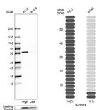 RASSF8 Antibody in Western Blot (WB)