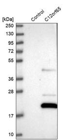 C12orf65 Antibody in Western Blot (WB)