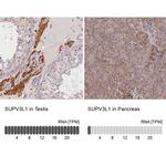 SUPV3L1 Antibody